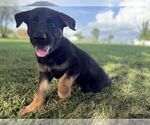 Small #1 German Shepherd Dog