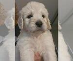 Small Photo #13 Goldendoodle Puppy For Sale in ATHENS, TN, USA
