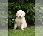 Small Photo #17 Golden Retriever Puppy For Sale in NUNN, CO, USA