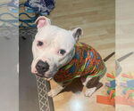 Small #7 American Pit Bull Terrier