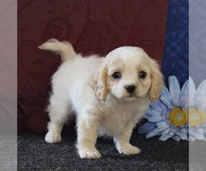 Cavachon-Cavalier King Charles Spaniel Mix Puppy for sale in MORGANTOWN, PA, USA