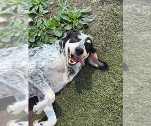 Bluetick Coonhound Dogs for adoption in Bolivar, MO, USA