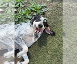 Small Bluetick Coonhound