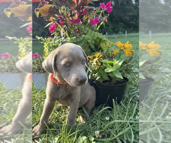 Medium Photo #4 Labrador Retriever Puppy For Sale in NEOLA, WV, USA