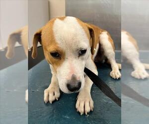 Staffordshire Bull Terrier-Unknown Mix Dogs for adoption in Mobile, AL, USA