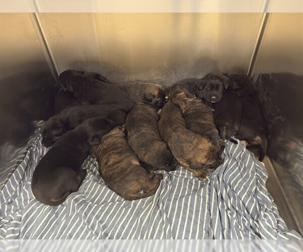 Medium Photo #1 Australian Shepherd-German Shepherd Dog Mix Puppy For Sale in Riverside, CA, USA