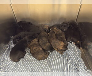 Australian Shepherd-German Shepherd Dog Mix Dogs for adoption in Riverside, CA, USA