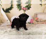 Small Photo #3 YorkiePoo Puppy For Sale in WARSAW, IN, USA