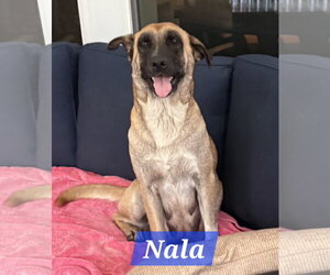 Mutt Dogs for adoption in The Woodlands, TX, USA