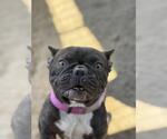 Small French Bulldog