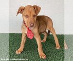 Small Photo #3 Unknown-Vizsla Mix Puppy For Sale in San Diego, CA, USA