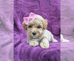 Small Photo #4 Poochon Puppy For Sale in LINCOLN UNIV, PA, USA
