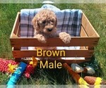 Puppy 11 Goldendoodle-Poodle (Miniature) Mix