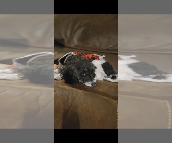 Medium Photo #1 Poodle (Toy) Puppy For Sale in MORRISON, CO, USA