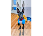Small #8 Labrador Retriever Mix