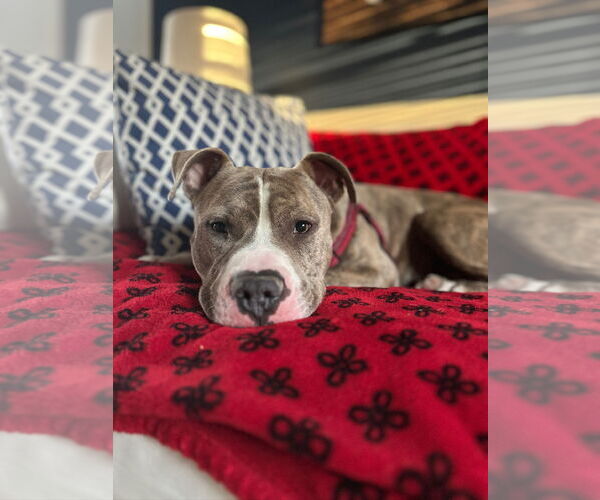 Medium Photo #3 American Pit Bull Terrier Puppy For Sale in Alexandria, VA, USA