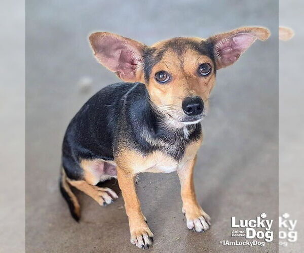 Medium Photo #2 Chihuahua-Unknown Mix Puppy For Sale in Washington, DC, USA