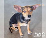 Small #1 Chihuahua Mix