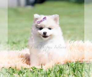 Medium Pomeranian