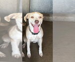 ELOISE - Female Mutt Dog for Adoption - Small photo