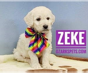Goldendoodle Puppy for sale in CEDAR GAP, MO, USA