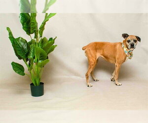 Boxer Dogs for adoption in Sanford, FL, USA