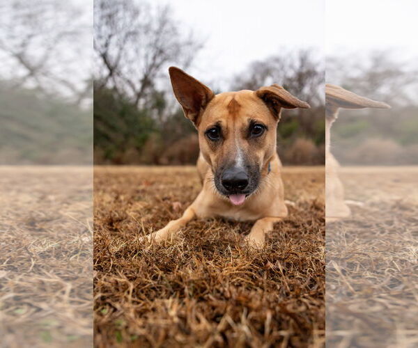 Medium Photo #3 Mutt Puppy For Sale in Cary, NC, USA