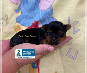 Yorkshire Terrier Puppy for sale in WINNSBORO, LA, USA