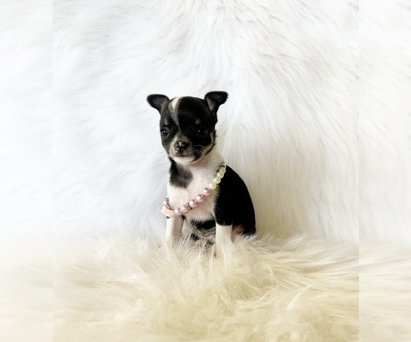 Medium Photo #9 Chihuahua Puppy For Sale in SACRAMENTO, CA, USA