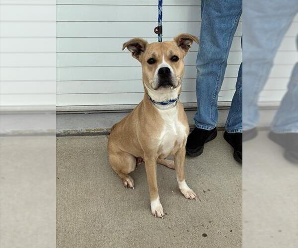 Medium Photo #2 Staffordshire Bull Terrier-Unknown Mix Puppy For Sale in Louisville, KY, USA