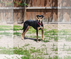 German Shepherd Dog-Plott Hound Mix Dogs for adoption in Evansville, IN, USA