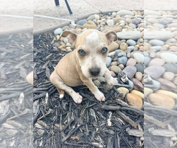 Medium Photo #3 Boxer-Unknown Mix Puppy For Sale in Mooresville, NC, USA