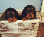 Small Photo #2 Gordon Setter Puppy For Sale in TERRE HAUTE, IN, USA
