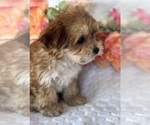 Small #1 Morkie