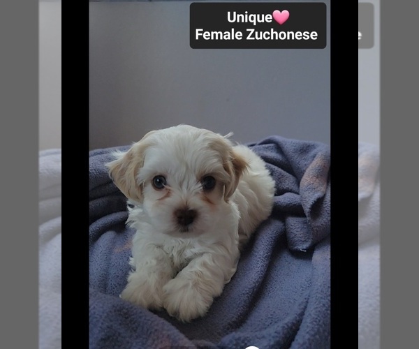 Medium Photo #2 Havanese-Zuchon Mix Puppy For Sale in TUCSON, AZ, USA
