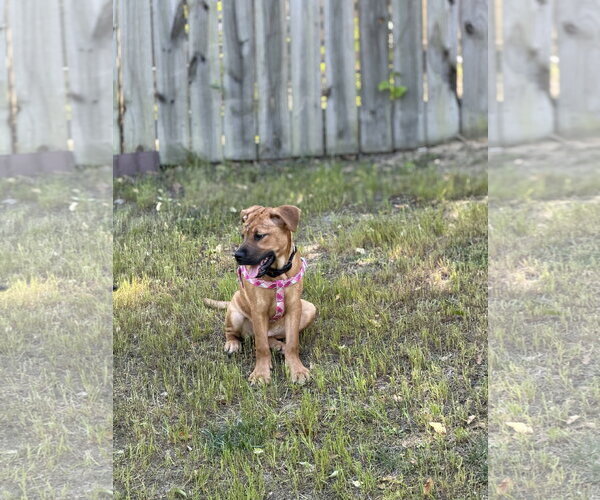 Medium Photo #4 Mutt Puppy For Sale in Holly Springs, NC, USA