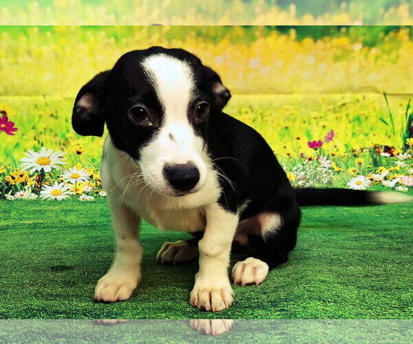 Medium Photo #3 Mutt Puppy For Sale in Wetumpka, AL, USA