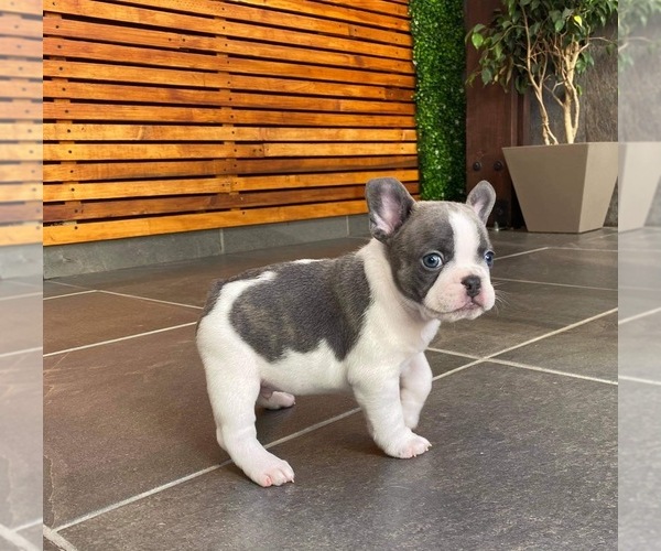 Medium Photo #9 French Bulldog Puppy For Sale in CHULA VISTA, CA, USA