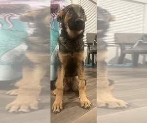 German Shepherd Dog Puppy for Sale in ANNA, Texas USA