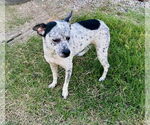 Small #1 Mutt