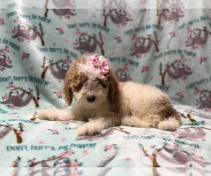 Poodle (Miniature) Puppy for sale in LAKELAND, FL, USA