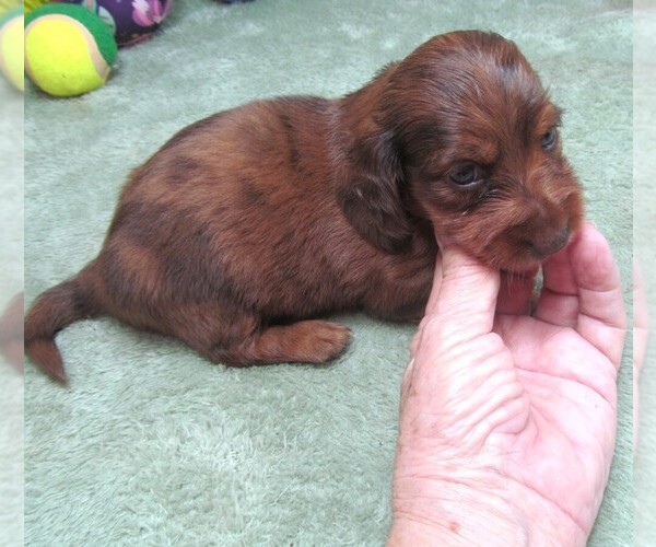 Medium Photo #2 Dachshund Puppy For Sale in RATTAN, OK, USA