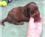 Small #1 Dachshund