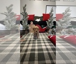 Small Photo #21 Golden Retriever Puppy For Sale in LAKELAND, FL, USA
