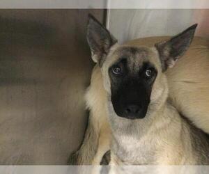 Mutt Dogs for adoption in Riverside, CA, USA