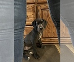 Small Photo #1 Great Dane Puppy For Sale in MILLINGTON, TN, USA