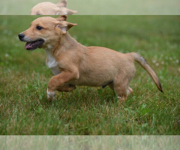 Medium Photo #5 German Shepherd Dog-Retriever  Mix Puppy For Sale in Mechanicsburg, PA, USA