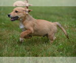 Small #4 German Shepherd Dog-Retriever  Mix