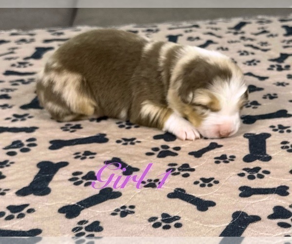 Medium Photo #32 Australian Shepherd Puppy For Sale in SALISBURY, NC, USA