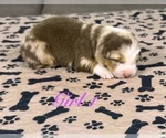 Small Photo #61 Australian Shepherd Puppy For Sale in SALISBURY, NC, USA